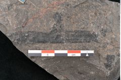Foto (Detailansicht) von Equisetum ungeri Ettingshausen (NHMW-GEO-2024-0188-10619)
